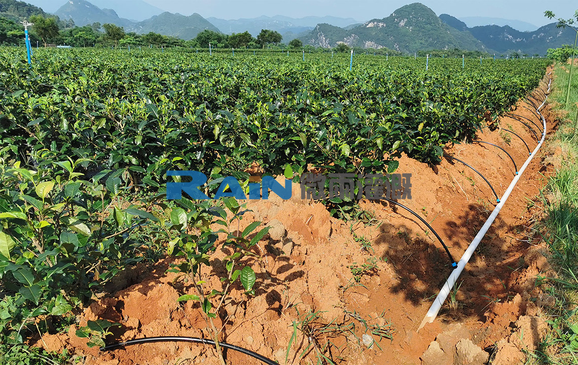 廣東英九莊園綠色產(chǎn)業(yè)發(fā)展有限公司茶樹(shù)種植基地