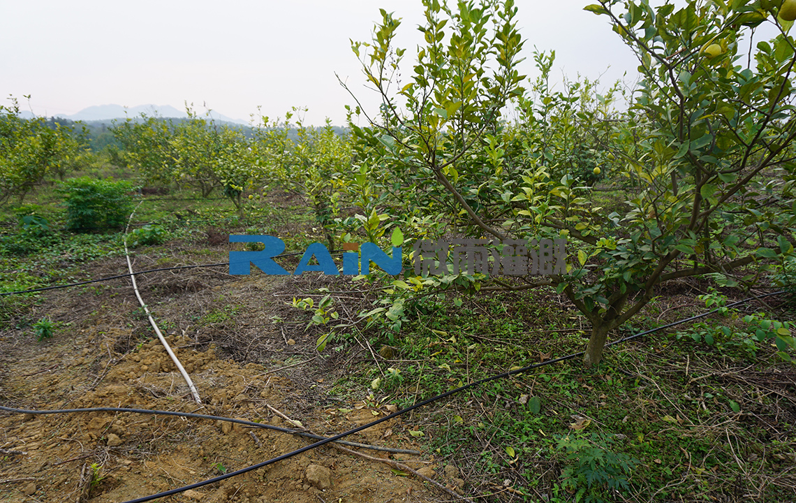 清遠(yuǎn)德海農(nóng)業(yè)英德石牯塘鎮(zhèn)檸檬種植基地