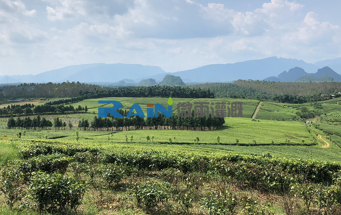 清遠(yuǎn)市英德國暢茶業(yè)茶葉種植基地