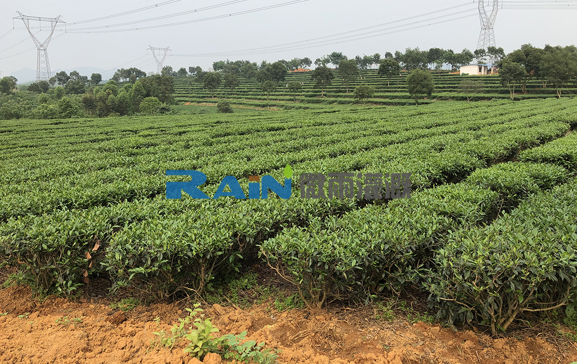 清遠(yuǎn)市英德龍潤茶葉種植基地